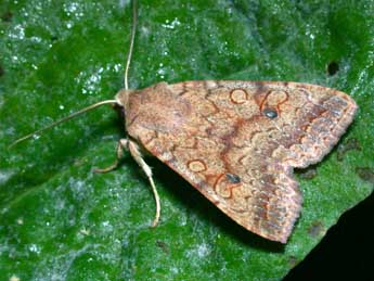 Sunira circellaris Hfn. adulte - �Philippe Mothiron