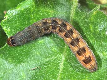  Chenille de Sunira circellaris Hfn. - �Philippe Mothiron