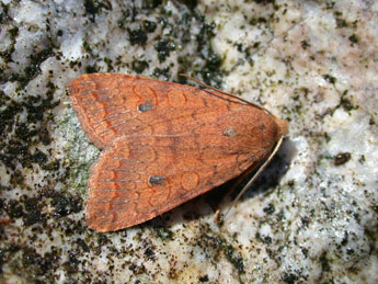 Sunira circellaris Hfn. adulte - �Philippe Mothiron