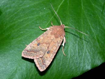 Sunira circellaris Hfn. adulte - �Philippe Mothiron