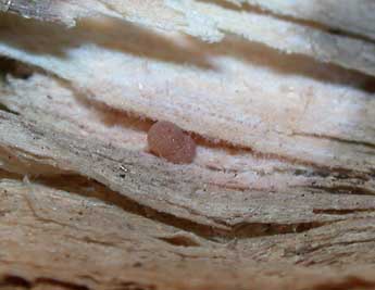  Oeuf de Sunira circellaris Hfn. - �Philippe Mothiron