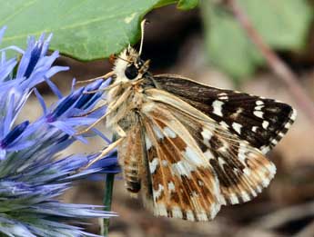 Pyrgus cirsii Rbr adulte - �Daniel Morel