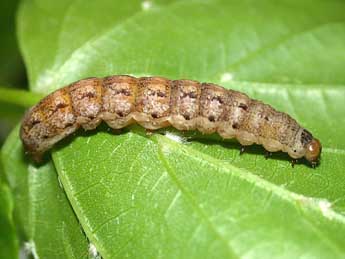  Chenille de Tiliacea citrago L. - �Herv� Guyot