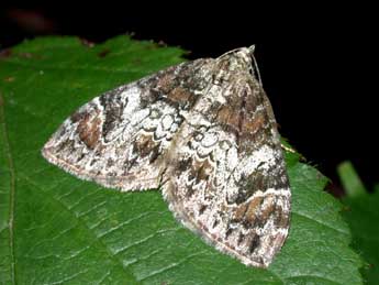 Dysstroma citrata L. adulte - �Philippe Mothiron