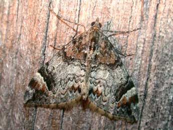 Dysstroma citrata L. adulte - �Philippe Mothiron