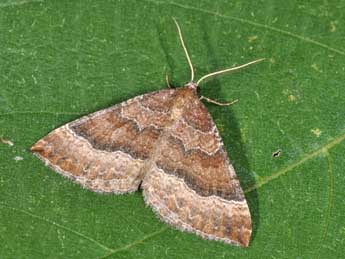 Larentia clavaria Hw. adulte - �Philippe Mothiron