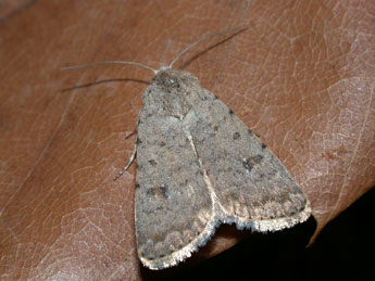 Caradrina clavipalpis Scop. adulte - �Philippe Mothiron