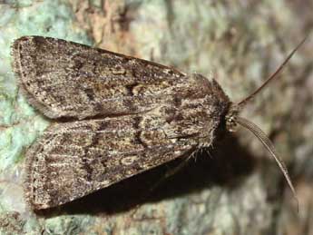 Agrotis clavis Hfn. adulte - �Herv� Guyot