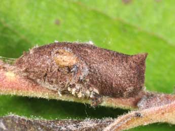  Chrysalide de Earias clorana L. - �Philippe Mothiron