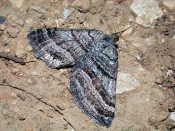 Scotopteryx coarctaria D. & S. adulte - �Philippe Mothiron