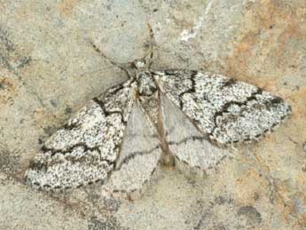 Tephronia lhommaria Cleu adulte - �Daniel Morel