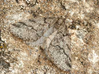 Tephronia lhommaria Cleu adulte - �Daniel Morel