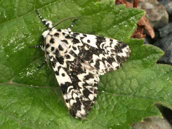 Panthea coenobita Esp. adulte - �Daniel Morel