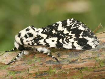 Panthea coenobita Esp. adulte - �Daniel Morel