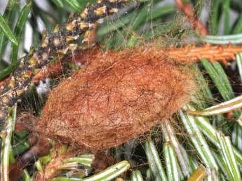  Chrysalide de Panthea coenobita Esp. - �Philippe Mothiron