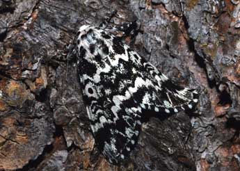 Panthea coenobita Esp. adulte - �Fran�ois Spill