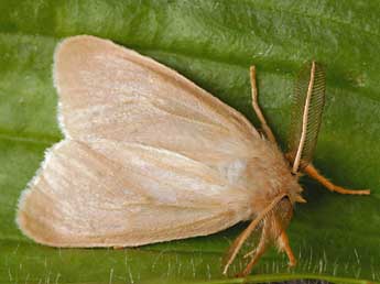 Laelia coenosa Hb. adulte - �Daniel Morel