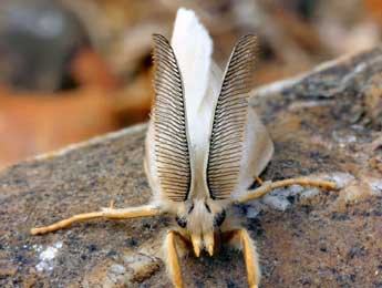 Laelia coenosa Hb. adulte - �Daniel Morel