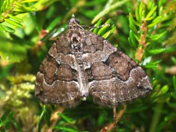 Thera cognata Thnbg adulte - �Philippe Mothiron