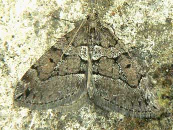 Thera cognata Thnbg adulte - �Olivier Pineau