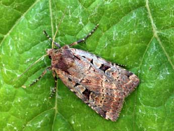 Xestia collina Bsdv. adulte - �Daniel Morel