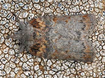 Nycteola columbana Turner adulte - �Daniel Morel