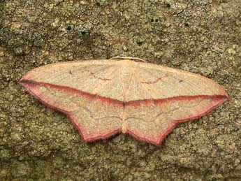 Timandra comae Schmidt adulte - �Philippe Mothiron