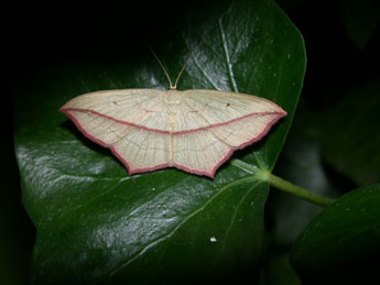 Timandra comae Schmidt adulte - �Philippe Mothiron