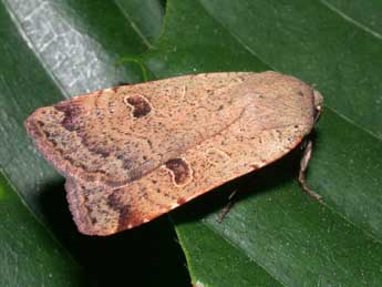 Noctua comes Hb. adulte - �Philippe Mothiron