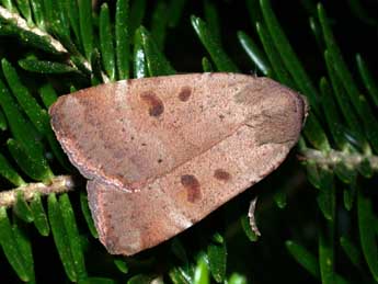 Noctua comes Hb. adulte - �Philippe Mothiron