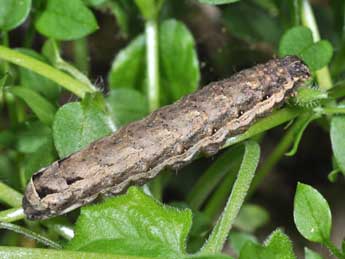  Chenille de Noctua comes Hb. - �Philippe Mothiron