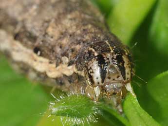  Chenille de Noctua comes Hb. - �Philippe Mothiron