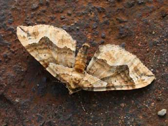 Pelurga comitata L. adulte - �Ma�l Garrin