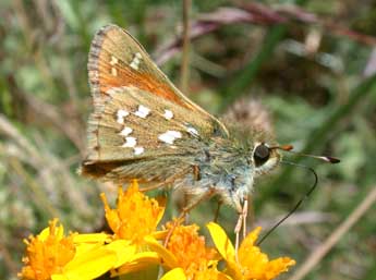 Hesperia comma L. adulte - �Philippe Mothiron