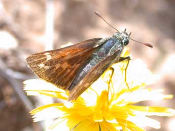 Hesperia comma L. adulte - �Philippe Mothiron