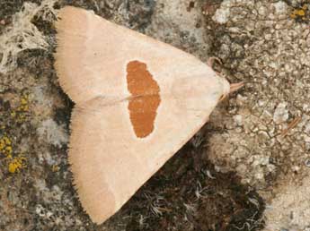 Calymma communimacula D. & S. adulte - �Daniel Morel