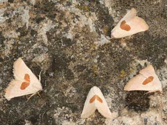 Calymma communimacula D. & S. adulte - �Daniel Morel