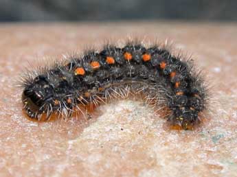  Chenille de Manulea complana L. - �Philippe Mothiron