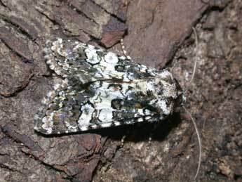 Hadena compta D. & S. adulte - �Philippe Mothiron