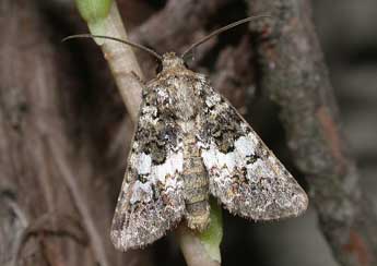 Hadena compta D. & S. adulte - �Philippe Mothiron