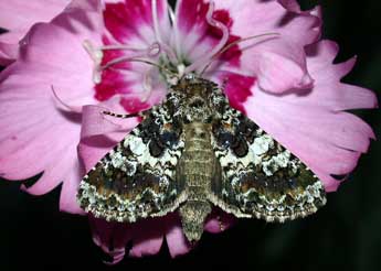 Hadena compta D. & S. adulte - �Philippe Mothiron