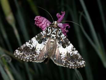 Hadena compta D. & S. adulte - �Philippe Mothiron