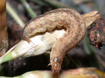  Chenille de Hadena compta D. & S. - �Philippe Mothiron