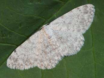 Scopula confinaria H.-S. adulte - �Daniel Morel