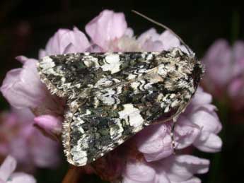 Hadena confusa Hfn. adulte - �Philippe Mothiron