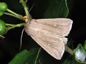 Mythimna congrua Hb. adulte - �Philippe Mothiron