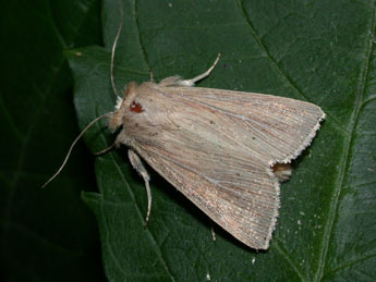 Mythimna congrua Hb. adulte - �Philippe Mothiron