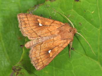 Mythimna conigera D. & S. adulte - �Philippe Mothiron