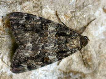 Catocala coniuncta Esp. adulte - �Daniel Morel