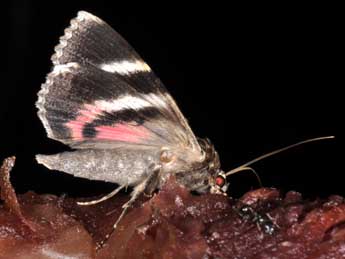 Catocala coniuncta Esp. adulte - �Philippe Mothiron